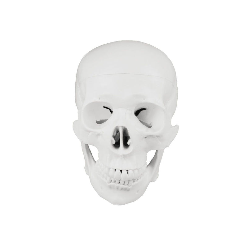 Replica Human Disarticulated Skeleton with Color-coded Spine - Economy