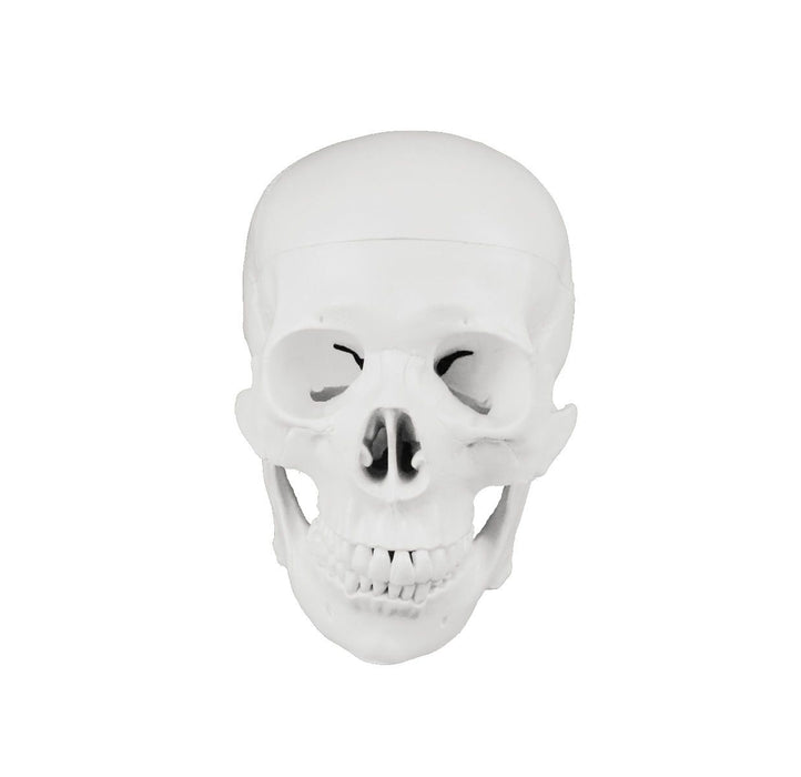 Replica Human Disarticulated Skeleton with Color-coded Spine - Economy