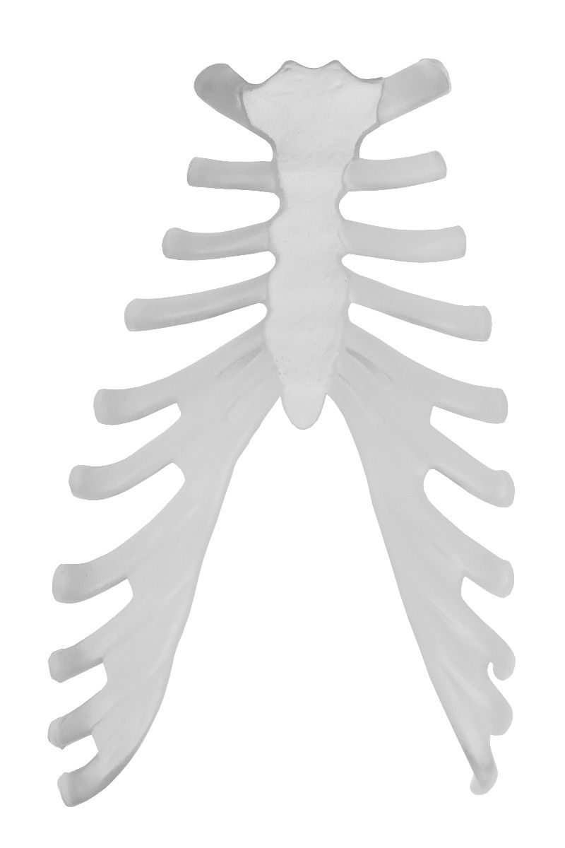 Replica Human Disarticulated Skeleton with Color-coded Spine - Economy
