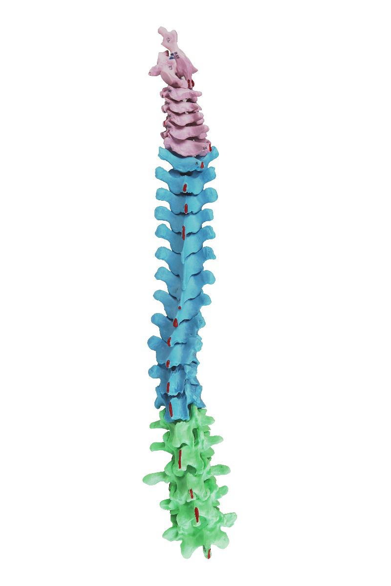 Replica Human Disarticulated Skeleton with Color-coded Spine - Economy