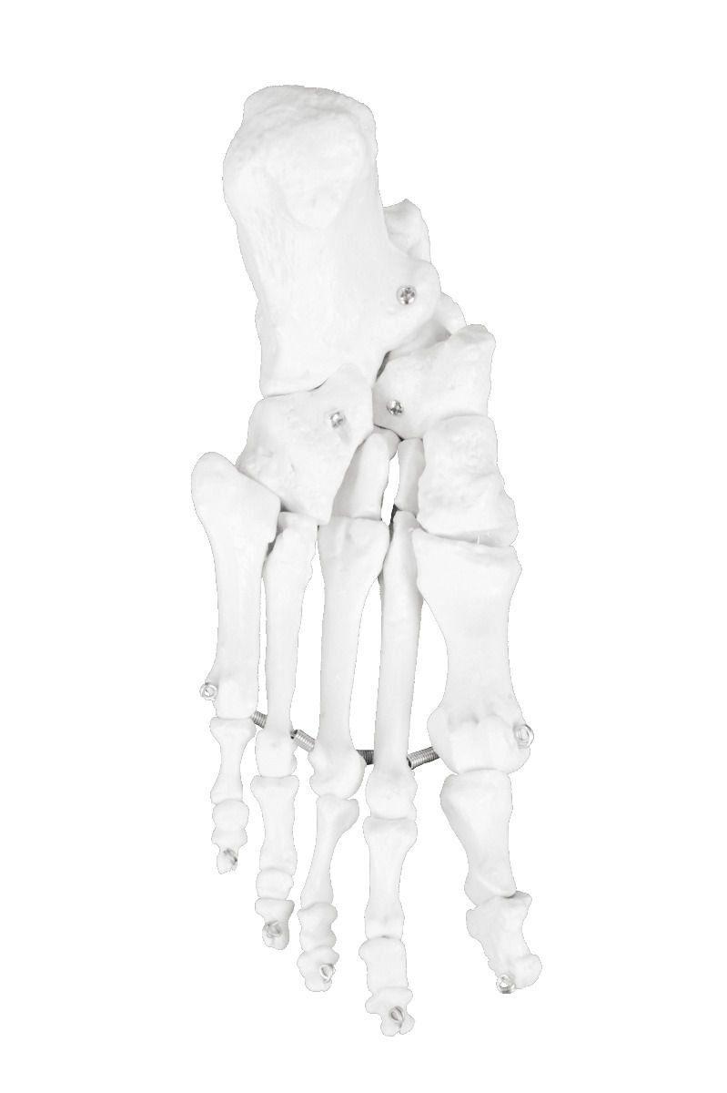 Replica Human Disarticulated Skeleton with Color-coded Spine - Economy