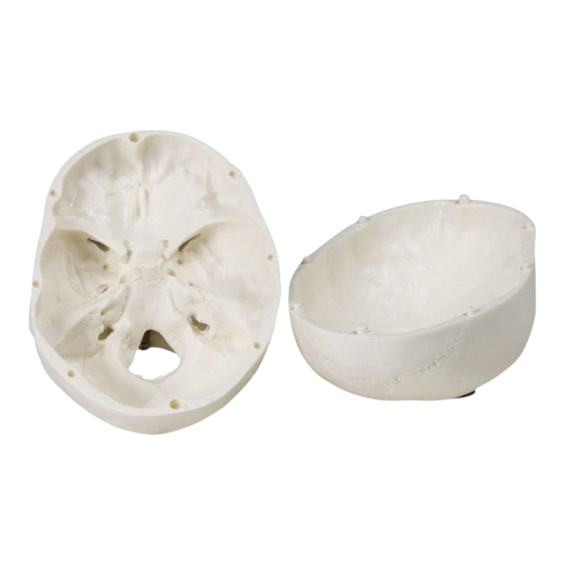 Replica Human 3-Part Miniature Skull - Economy