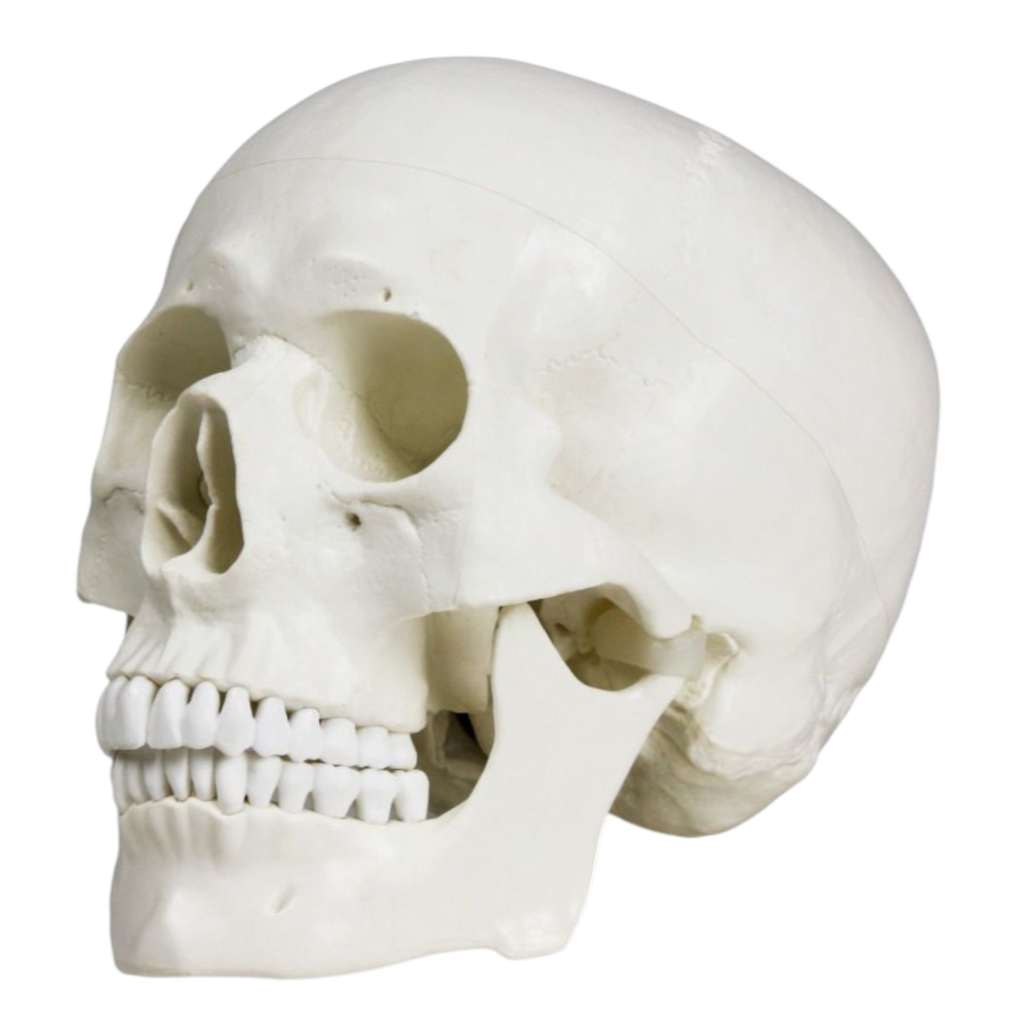 Replica Human Economy Skull For Sale — Skulls Unlimited