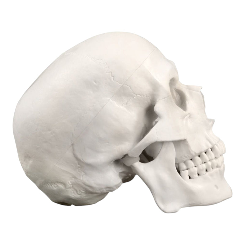 Replica Human Skull - Economy