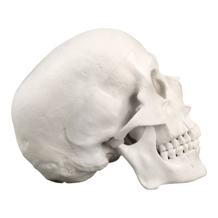 Replica Human Skull - Economy