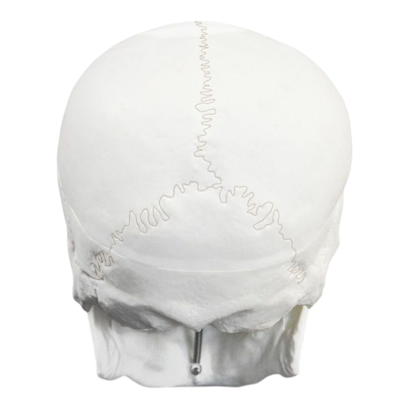 Replica Human Skull - Economy