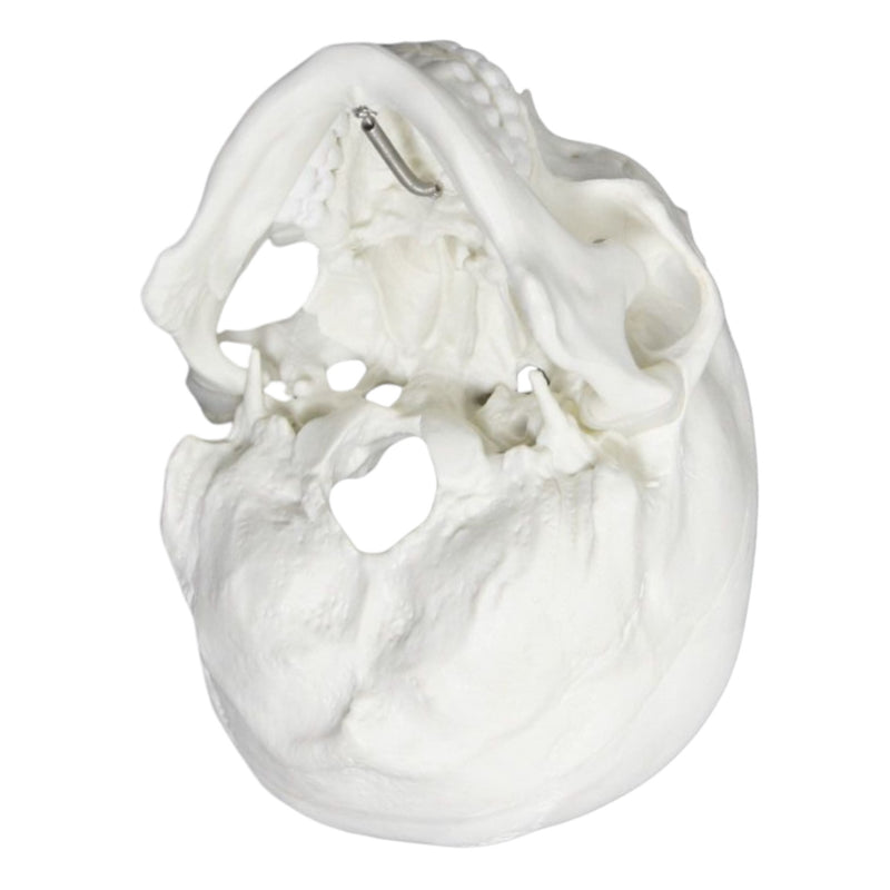Replica Human Skull - Economy
