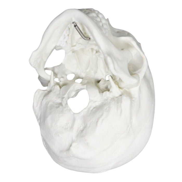 Replica Human Skull - Economy