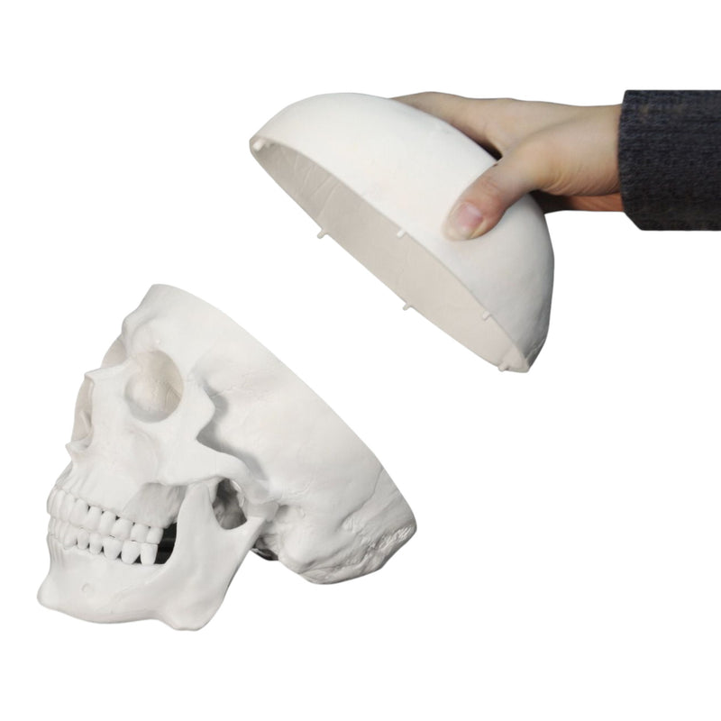 Replica Human Skull - Economy