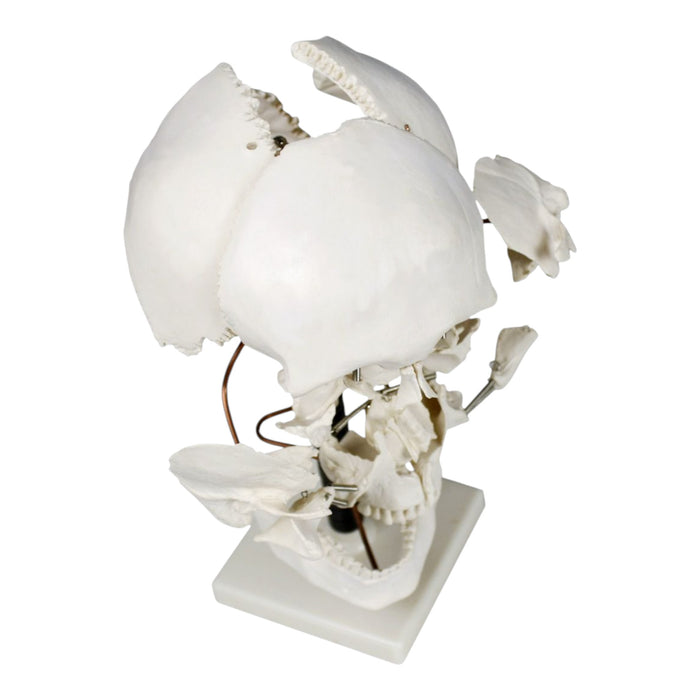 Replica Human Beauchene Skull - Economy