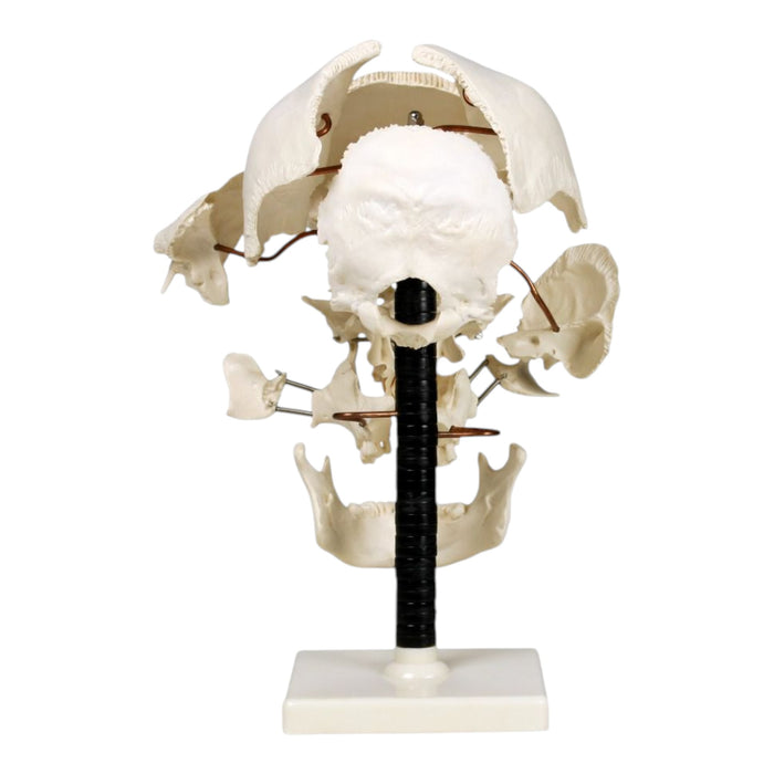 Replica Human Beauchene Skull - Economy