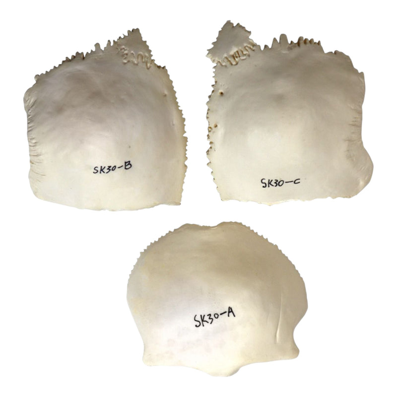 Replica Human 22-part Disarticulated Skull with Storage Box - Economy