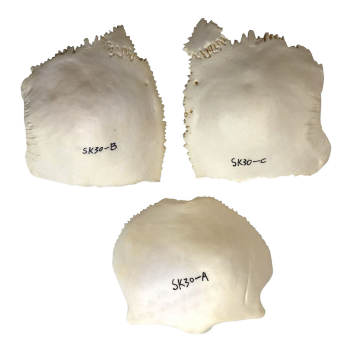 Replica Human 22-part Disarticulated Skull with Storage Box - Economy