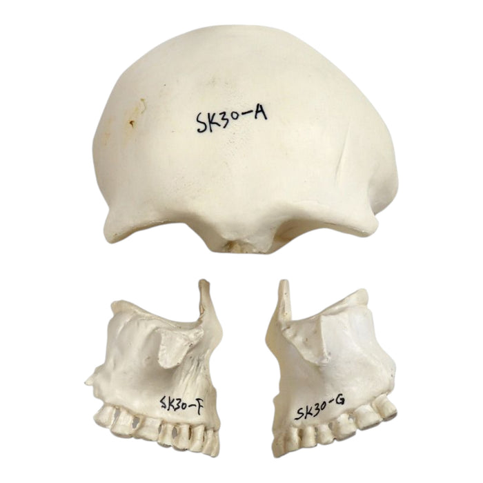 Replica Human 22-part Disarticulated Skull with Storage Box - Economy