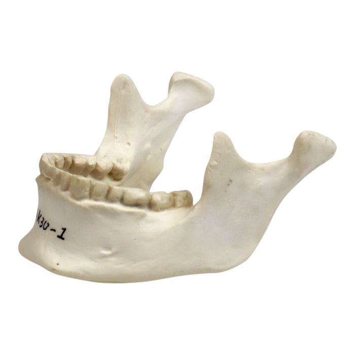 Replica Human 22-part Disarticulated Skull with Storage Box - Economy