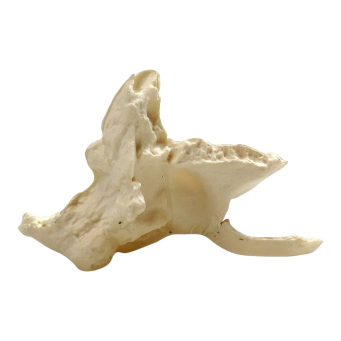 Replica Human 22-part Disarticulated Skull with Storage Box - Economy