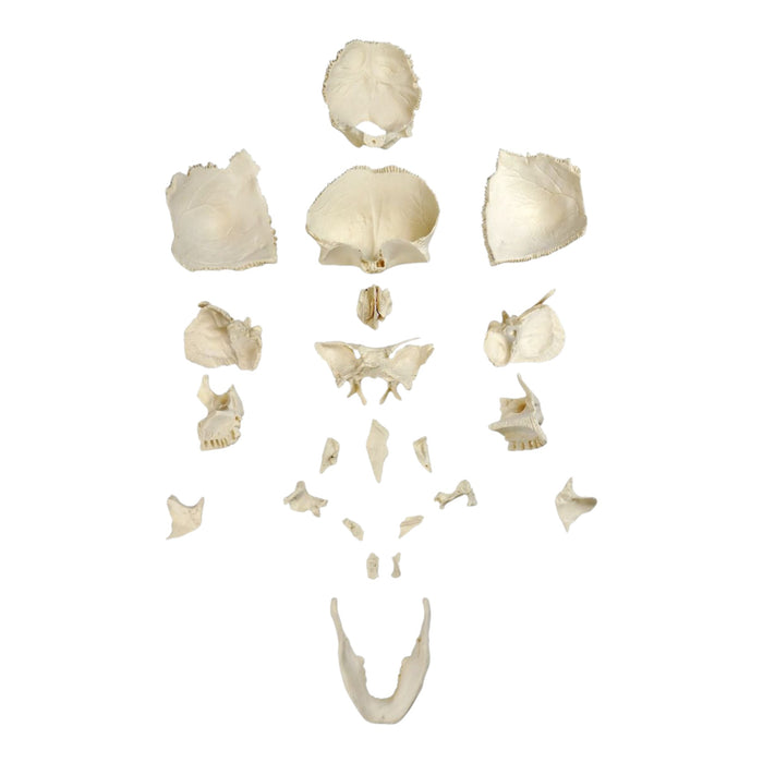 Replica Human 22-part Disarticulated Skull with Storage Box - Economy
