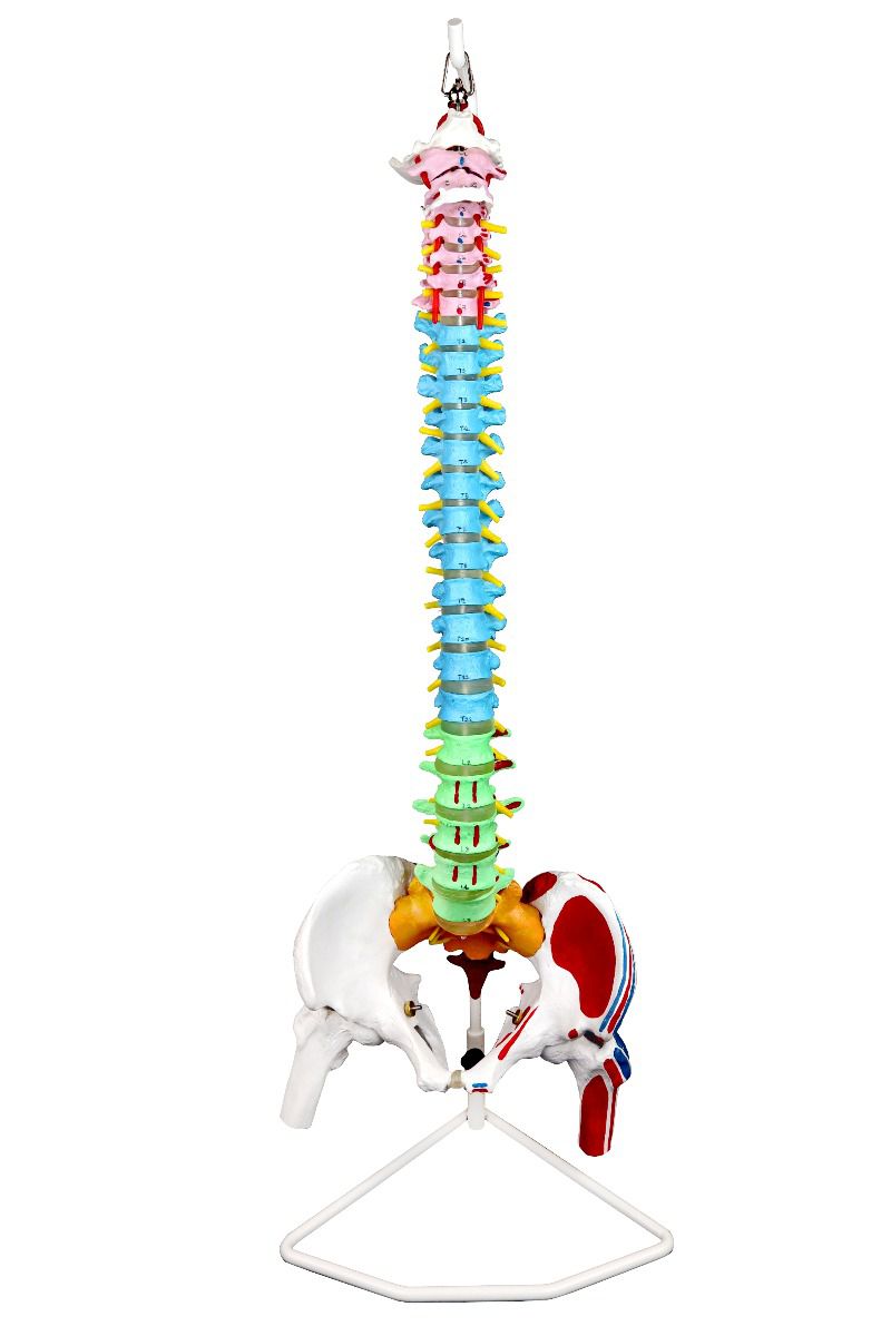 Replica Color-coded Economy Human Spine For Sale — Skulls