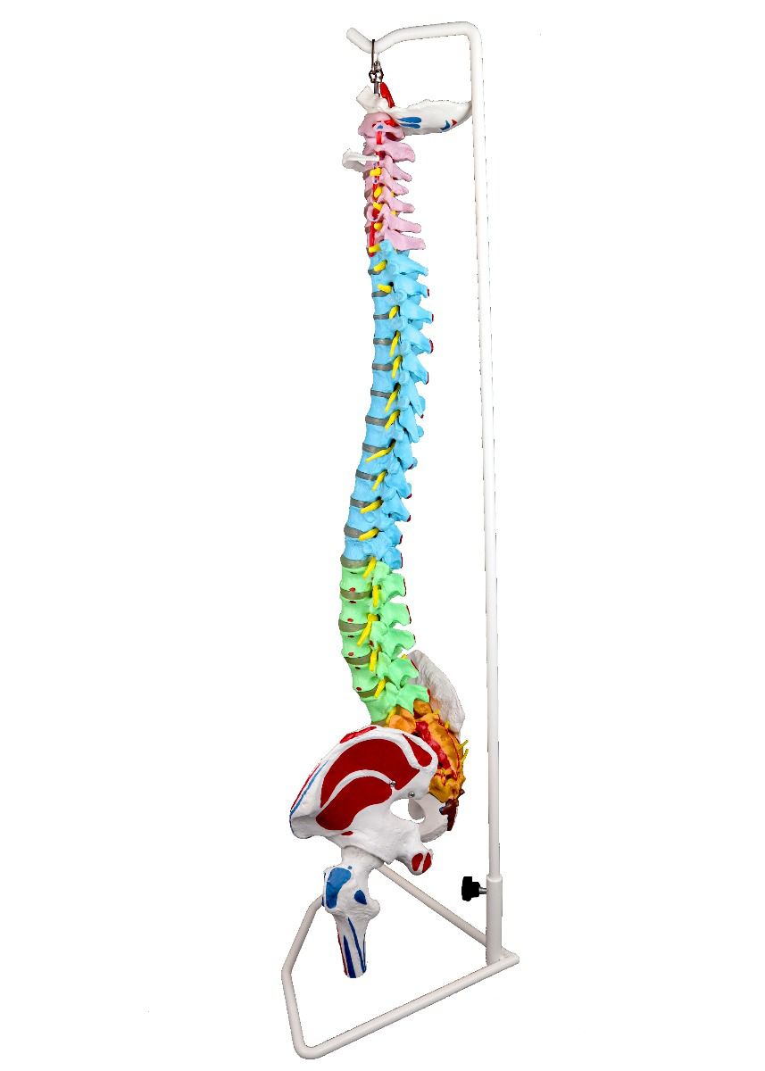 Replica Color-coded Economy Human Spine For Sale — Skulls
