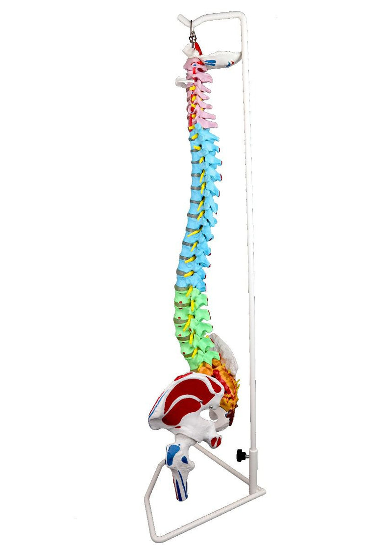 Replica Human Spine with Color-coded Regions - Economy