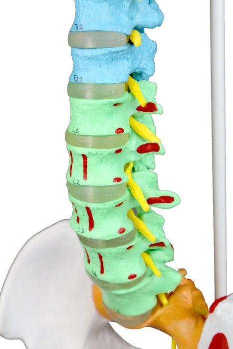 Replica Human Spine with Color-coded Regions - Economy