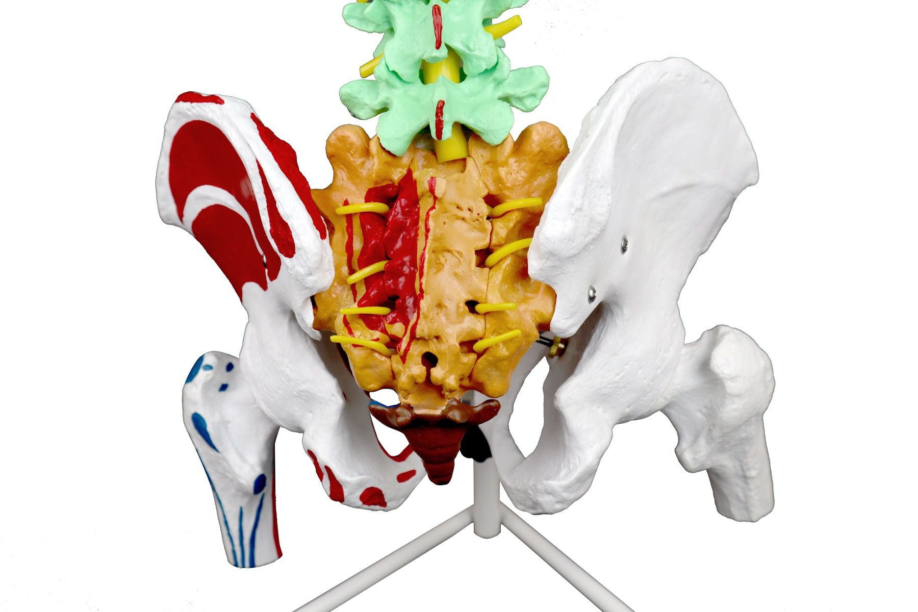 Replica Color-coded Economy Human Spine For Sale — Skulls