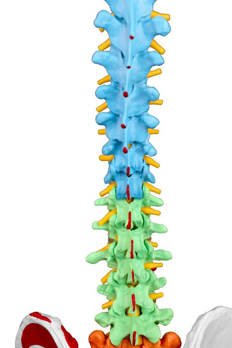 Replica Human Spine with Color-coded Regions - Economy