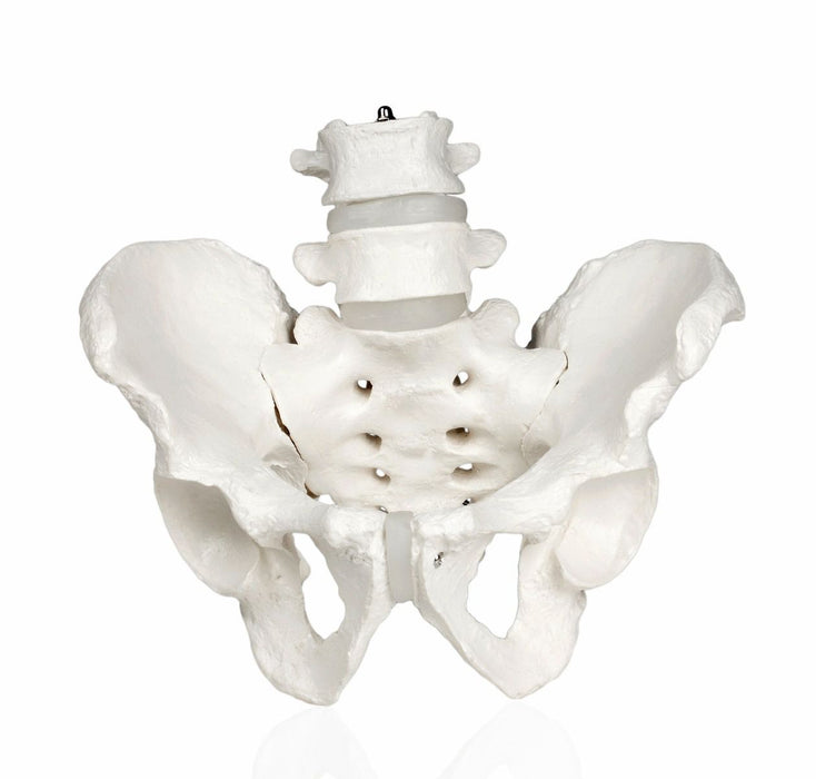 Replica Human Male and Female Pelvis Set with Carrying Case - Economy