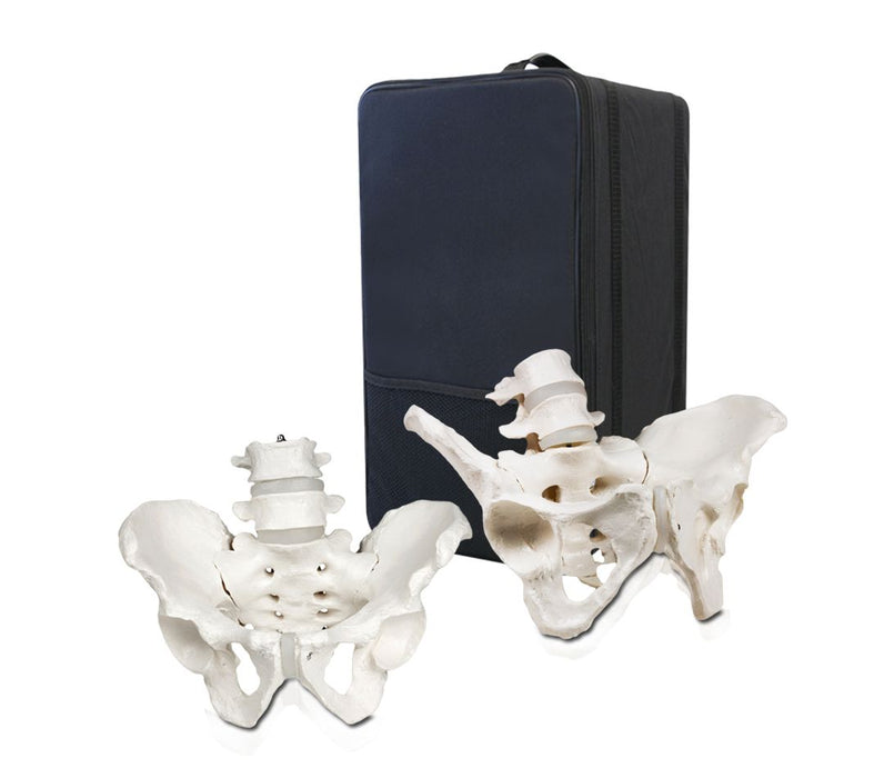 Replica Human Male and Female Pelvis Set with Carrying Case - Economy