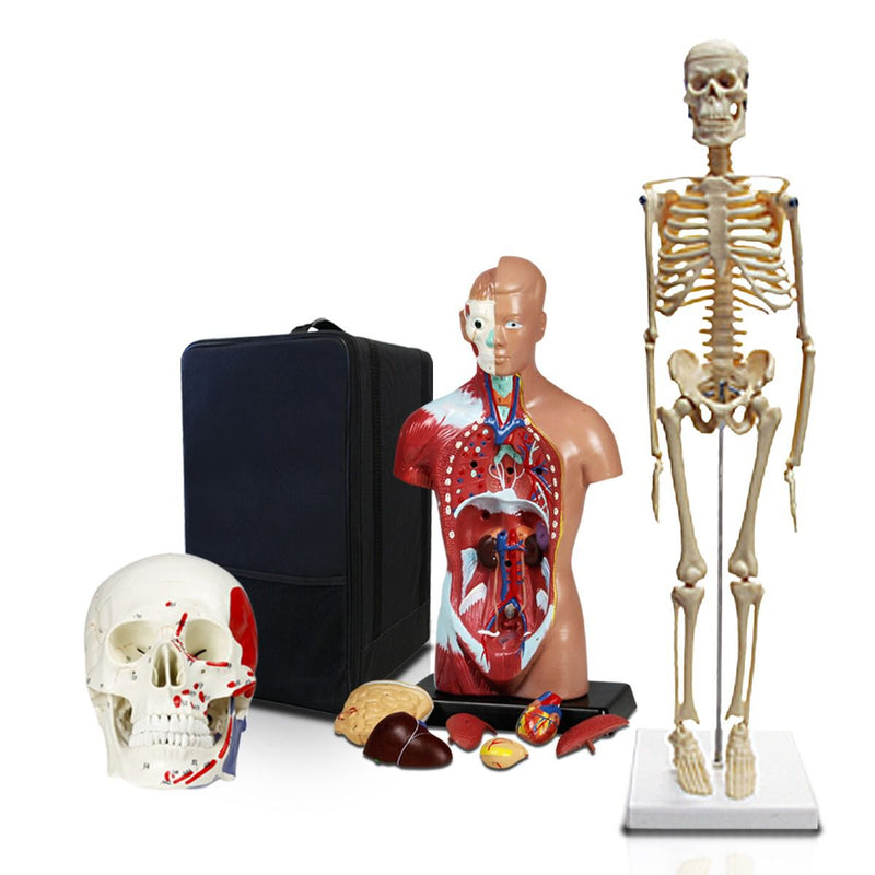 Replica Human Anatomy Kit with Carrying Case - Skeleton, Torso and Skull (Economy)