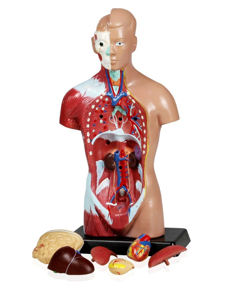 Replica Human Anatomy Kit with Carrying Case - Skeleton, Torso and Skull (Economy)