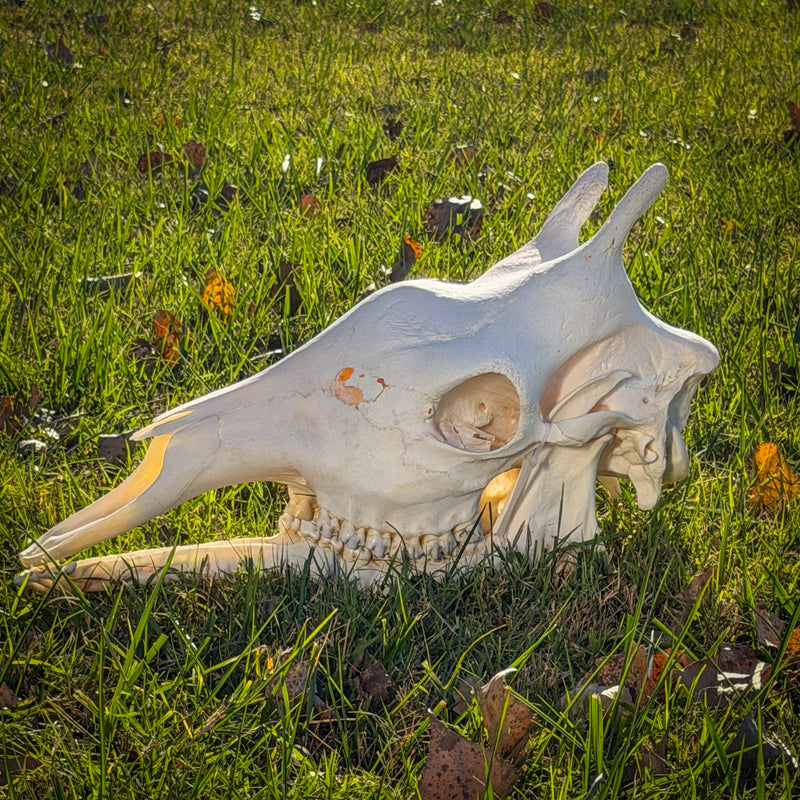 Real Southern Giraffe Skull