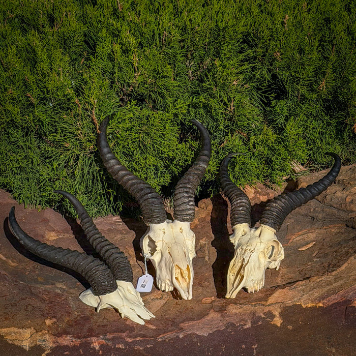 Real Springbok Skull Plate