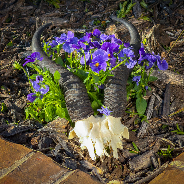 Real Springbok Skull Plate