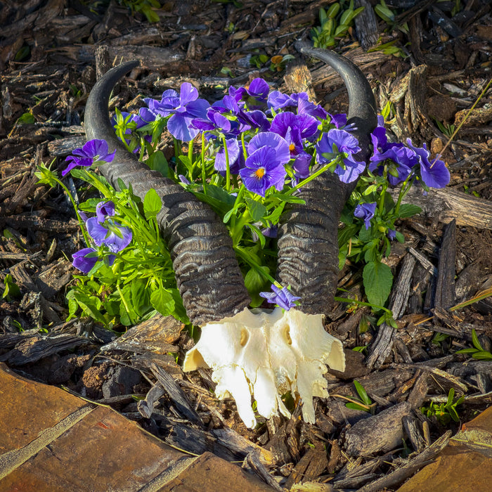 Real Springbok Skull Plate