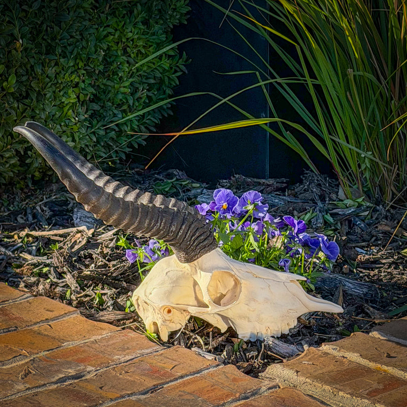 Real Springbok Skull - Male