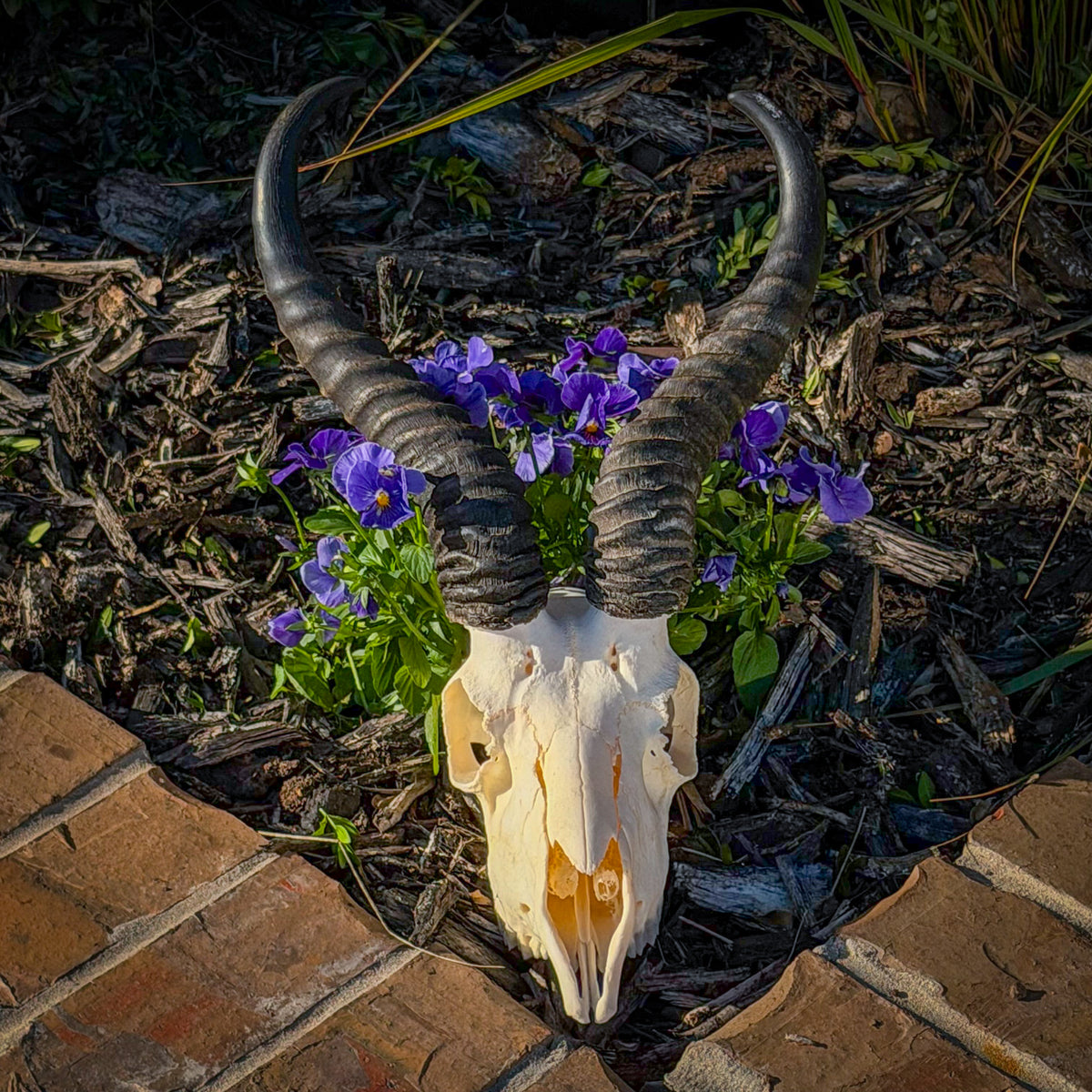 Springbok Complete Skeleton Real Springbok Skull For Sale — Skulls Unlimited International, Inc.