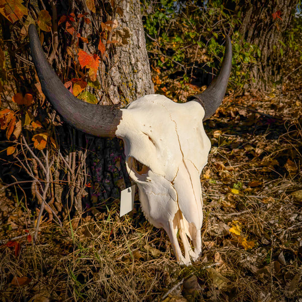 Real American Bison Skull