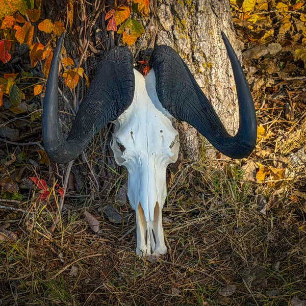 Real Black Wildebeest Skull