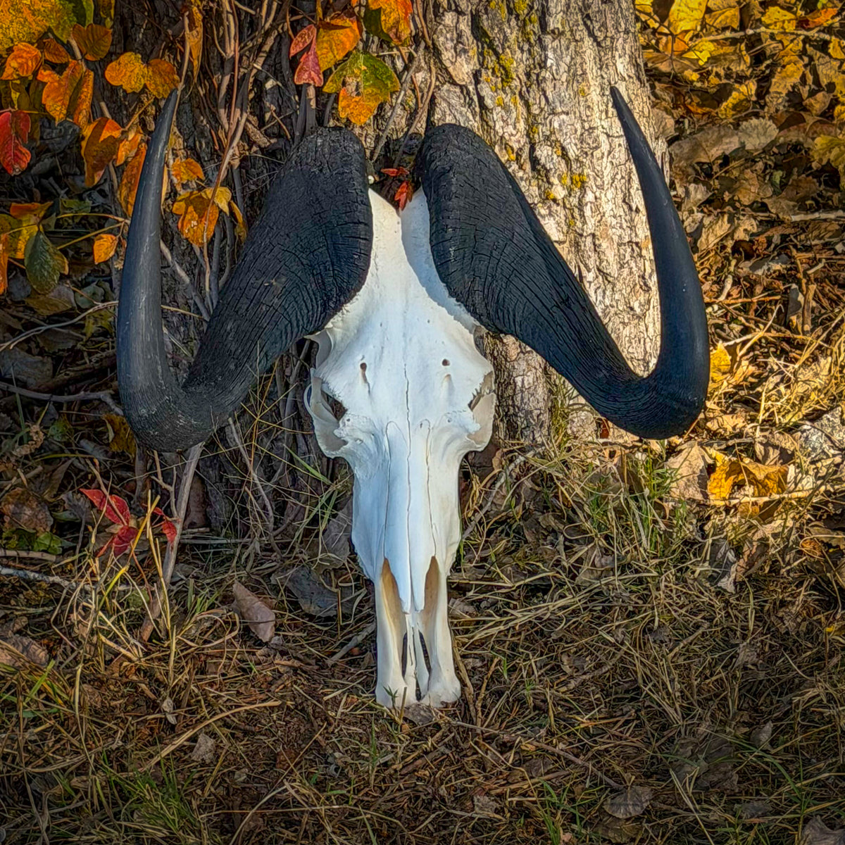 Skull Rreal Real Black Wildebeest Skull For Sale — Skulls Unlimited International, Inc.