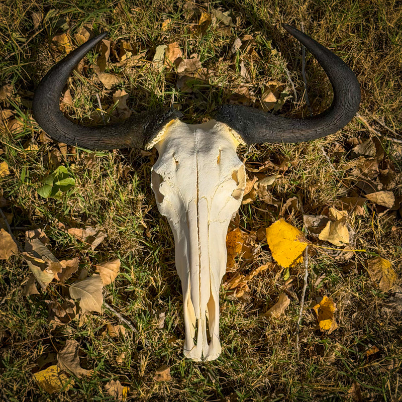 Real Blue Wildebeest Skull