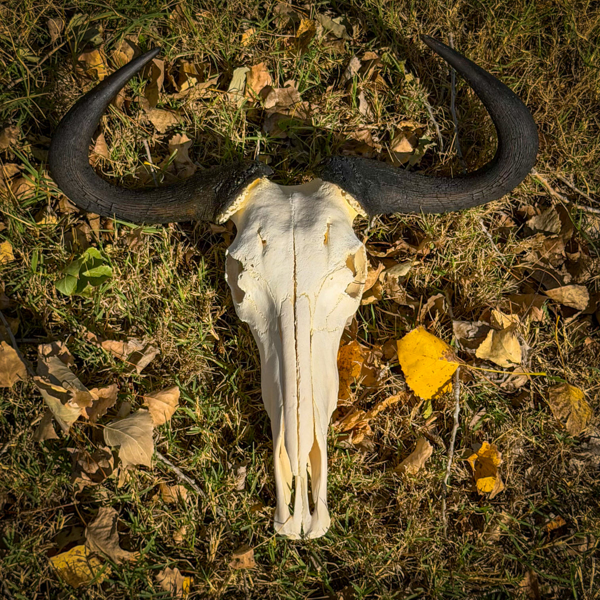 Skull Rreal Real Blue Wildebeest Skull For Sale — Skulls Unlimited International, Inc.