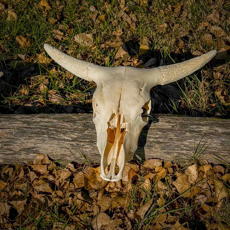 Real Longhorn Skull without Horns