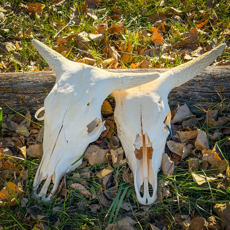 Real Longhorn Skull without Horns