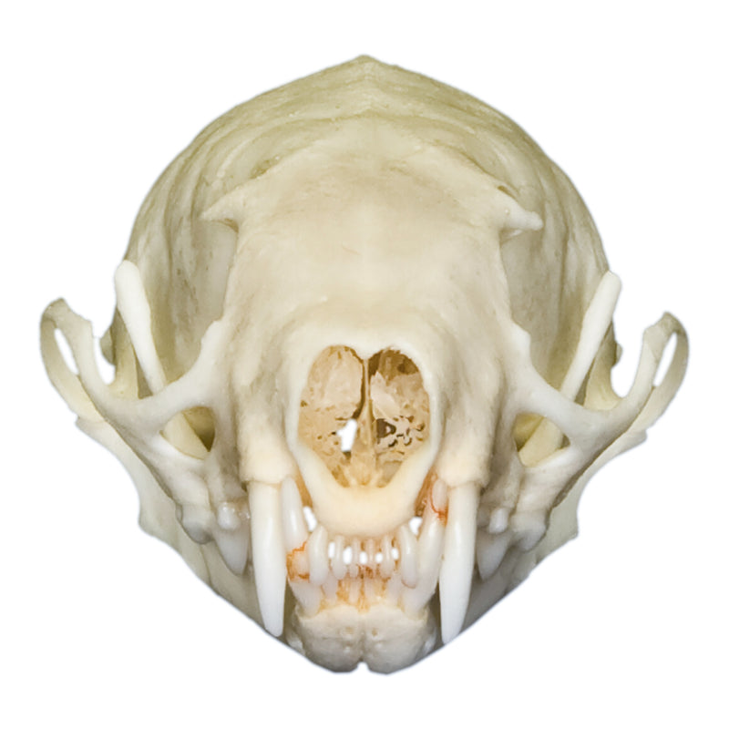 Real Weasel Skull