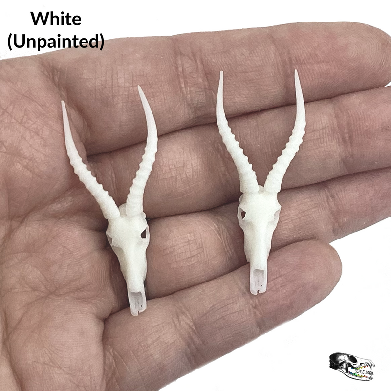 Blesbuck Skull Replica - 1:12 Scale (Set of 2)
