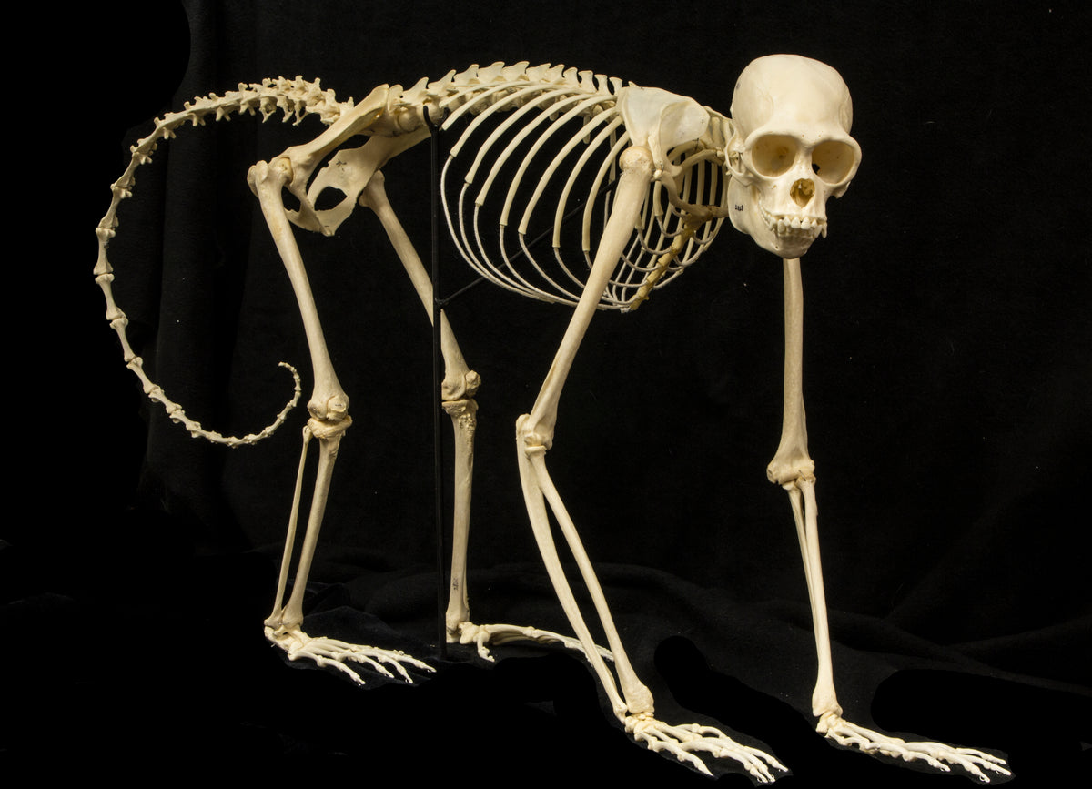 Solid Monkey Real Woolly Monkey Articulated Skeleton For Sale — Skulls Unlimited ...
