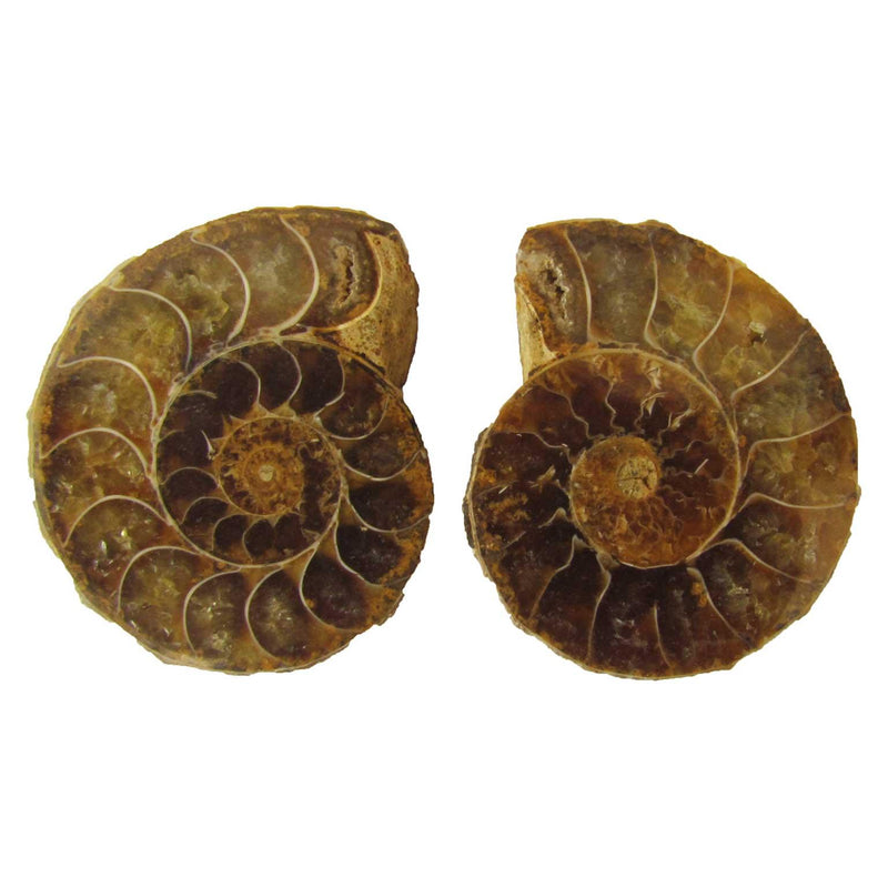 Fossil Ammonite Split Pair - Small