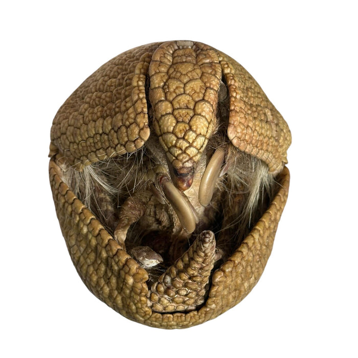 Real Freeze-dried Three-banded Armadillo - Curled