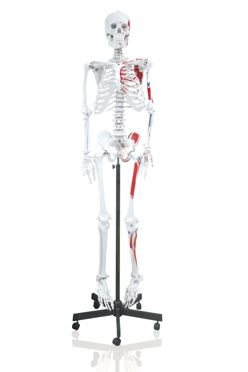 Replica Human Skeleton With Muscles Hanging Full Size - 66"